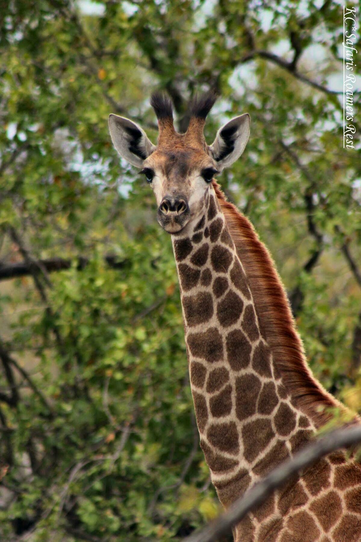 Roamers Rest Safari Lodge Заповедник Балуле Экстерьер фото