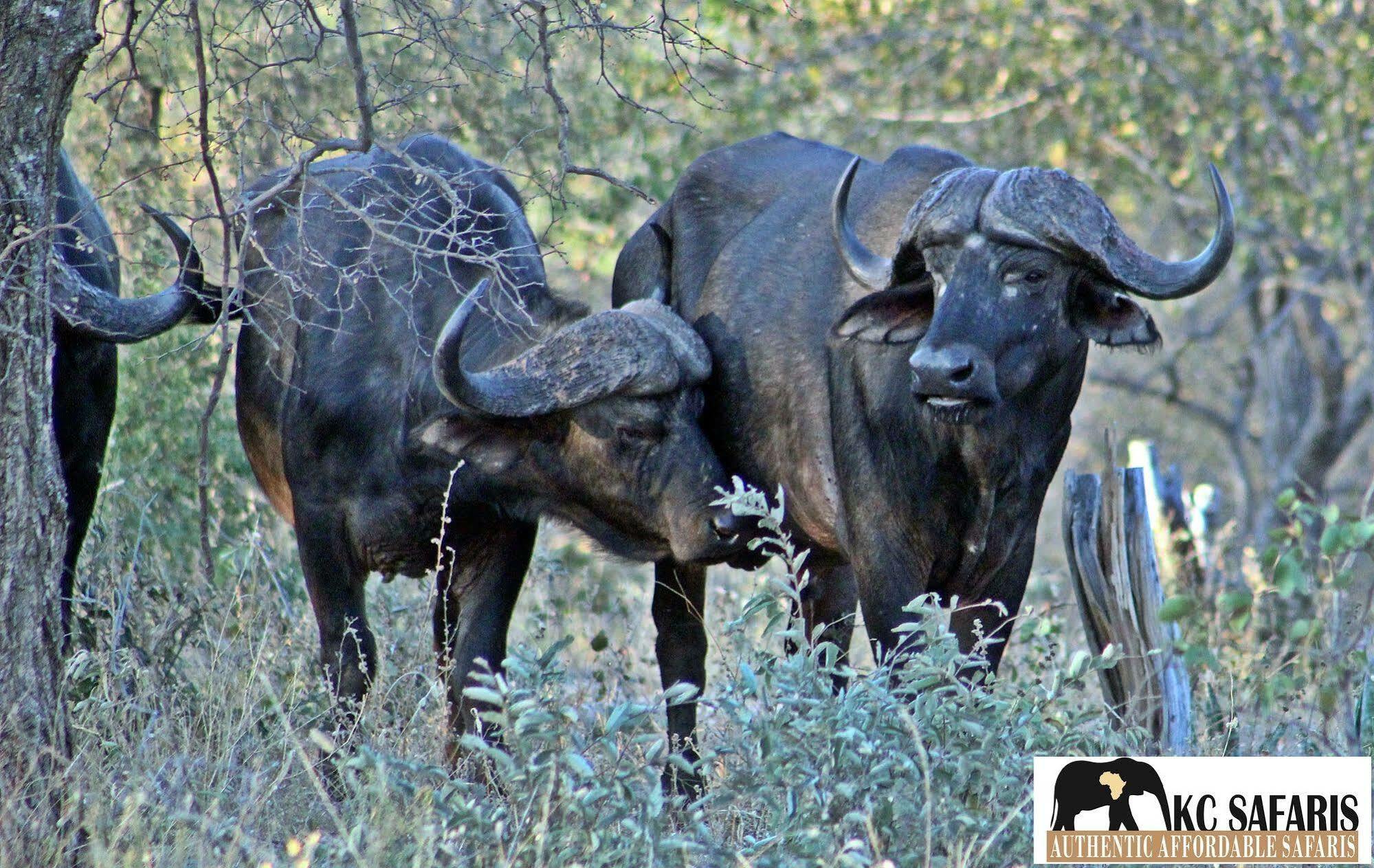 Roamers Rest Safari Lodge Заповедник Балуле Экстерьер фото