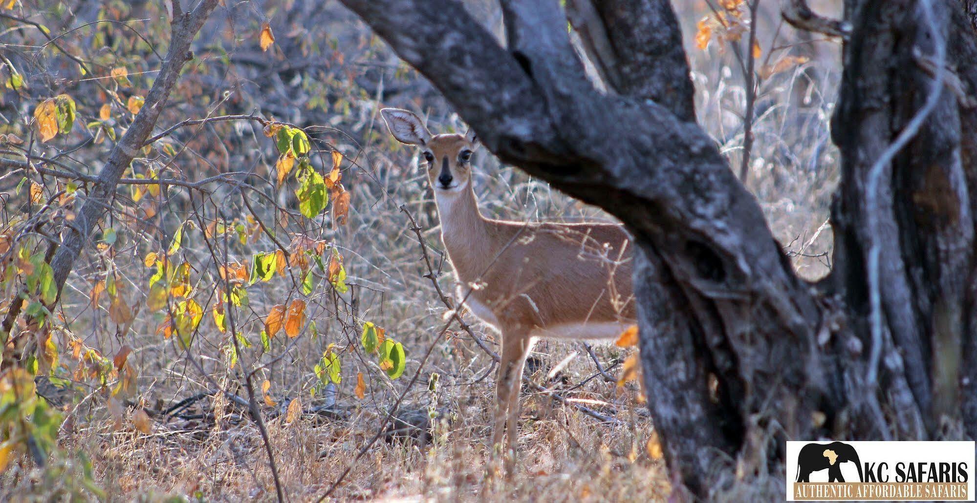 Roamers Rest Safari Lodge Заповедник Балуле Экстерьер фото