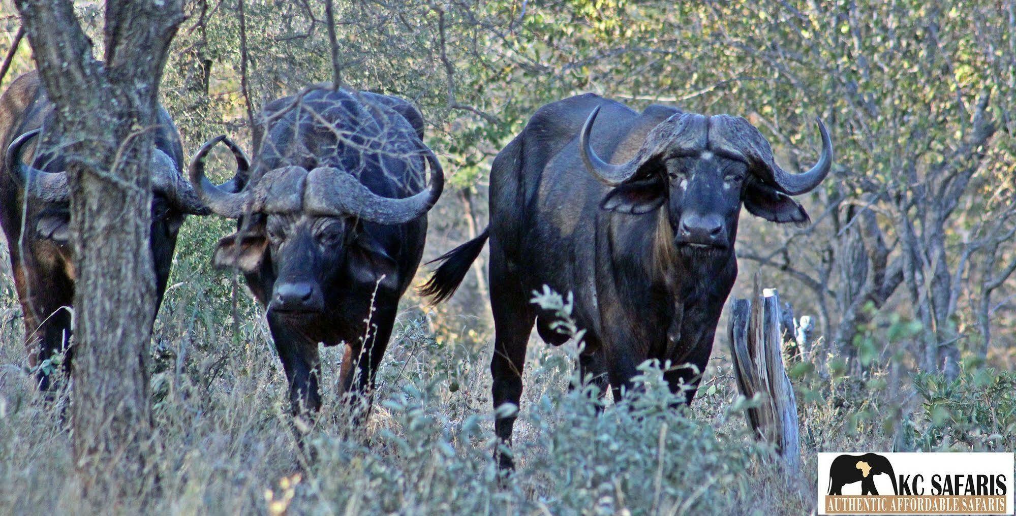 Roamers Rest Safari Lodge Заповедник Балуле Экстерьер фото